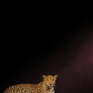 Leopard Wall Art | Brass Rimmed Animal Print (Digital Download) image 4