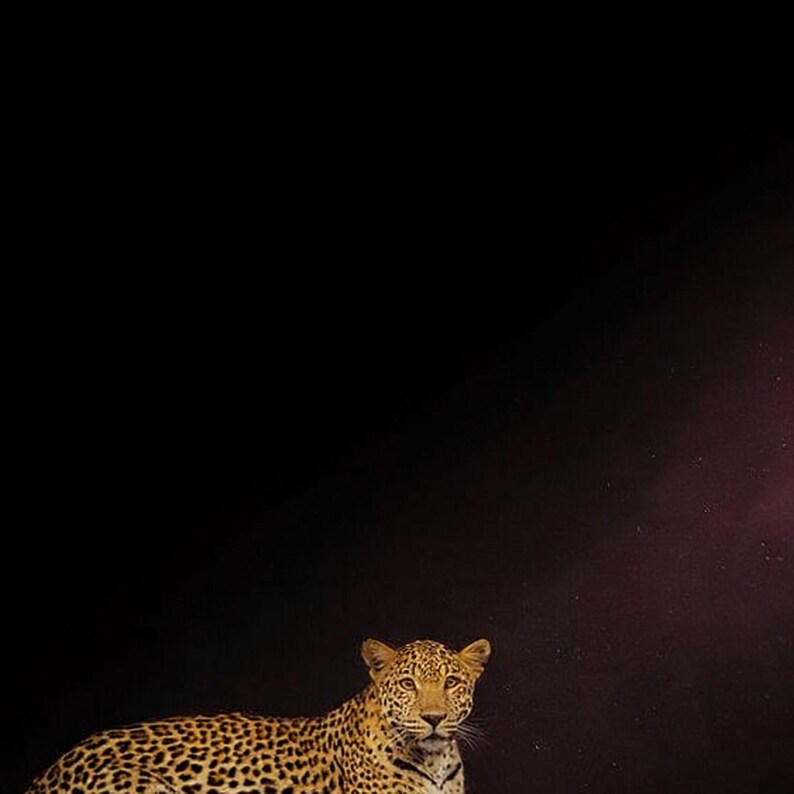 Leopard Wall Art | Brass Rimmed Animal Print (Digital Download) image 4