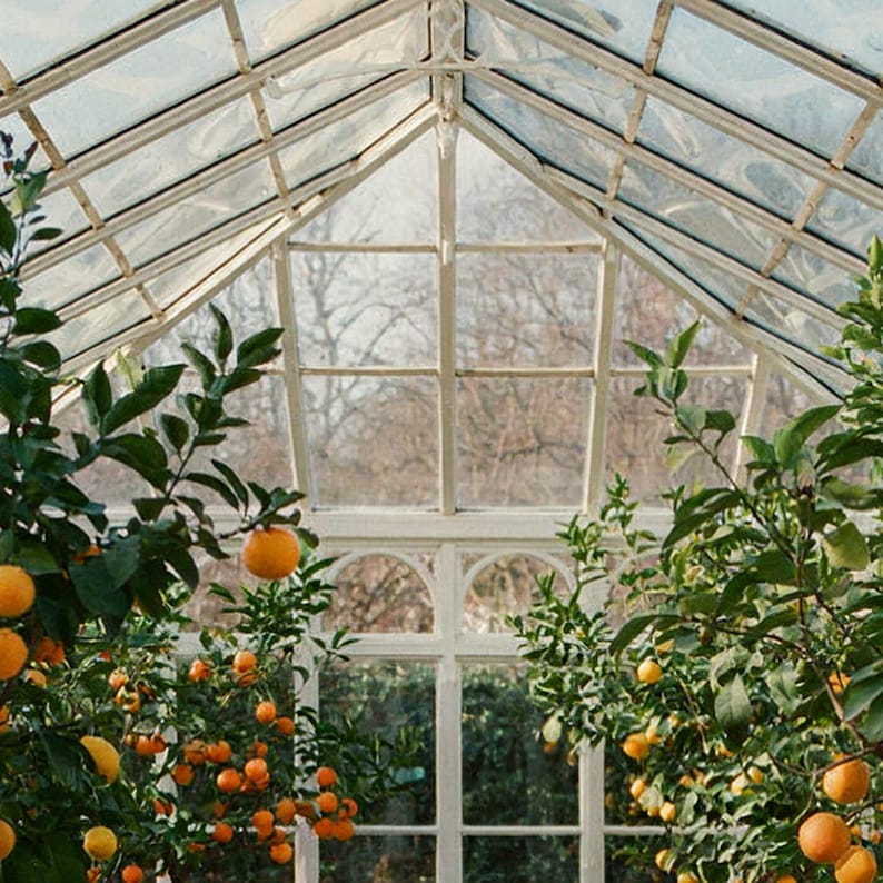 Rhodesian Ridgeback Orangery Print | Vintage Dog Photography (Digital Download) image 4