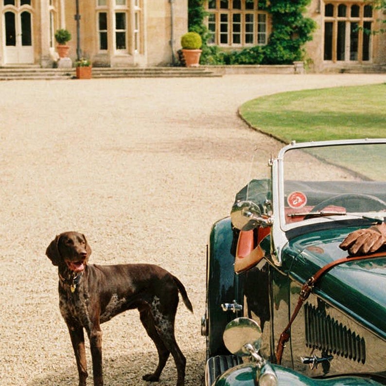 German Shorthaired Pointer Dog Beside Vintage Roadster Print | Retro Estate Photography (Digital Download) image 4