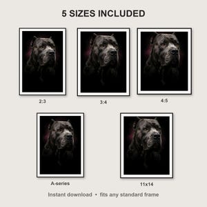 Cane Corso Wall Art print size chart - 5 ratios included: 2:3, 3:4, 4:5, 11x14, ISO A