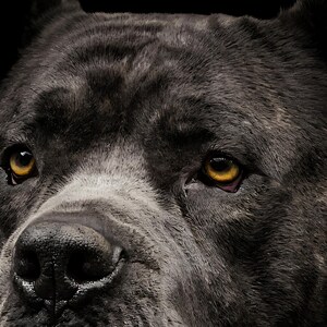 Close-up detail of Cane Corso Wall Art II art print