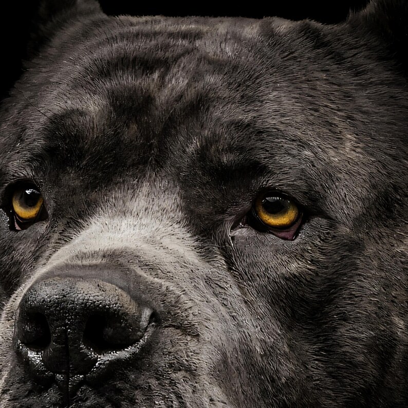 Close-up detail of Cane Corso Wall Art II art print