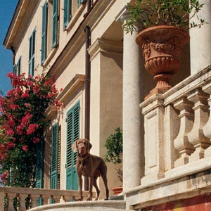 Weimaranertrapptryck | Vintage Villa hundfotografi (digital nedladdning) bild 4