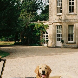 Photo d'une voiture décapotable Golden Retriever | Photographie de chien de luxe vintage (Téléchargement numérique) image 4