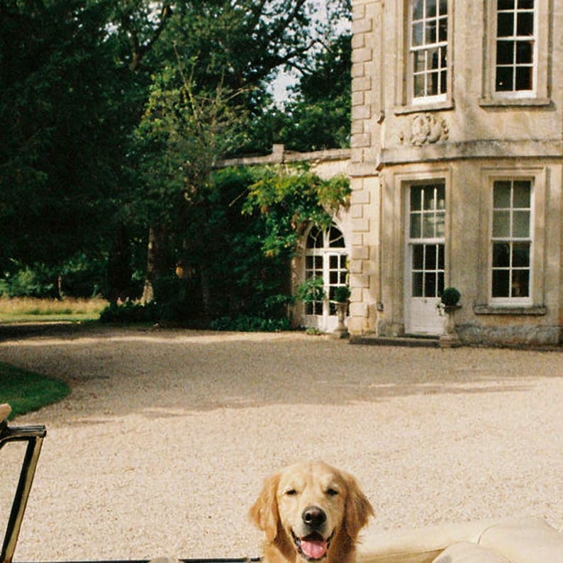 Photo d'une voiture décapotable Golden Retriever | Photographie de chien de luxe vintage (Téléchargement numérique) image 4