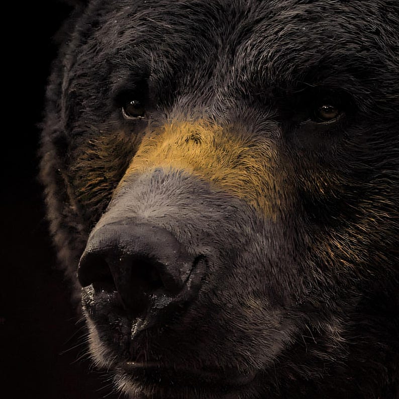 Close-up detail of Bear Wall Art II art print