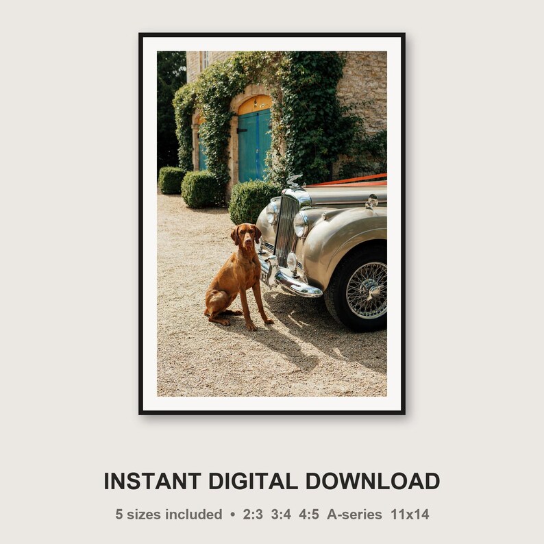 Vizsla-Hund-Bentley-Druck | Oldtimer-Fotografie (Digitaler Download) Bild 3