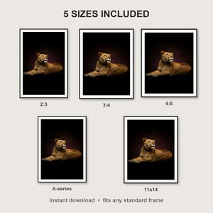 Lioness Wall Art II print size chart - 5 ratios included: 2:3, 3:4, 4:5, 11x14, ISO A