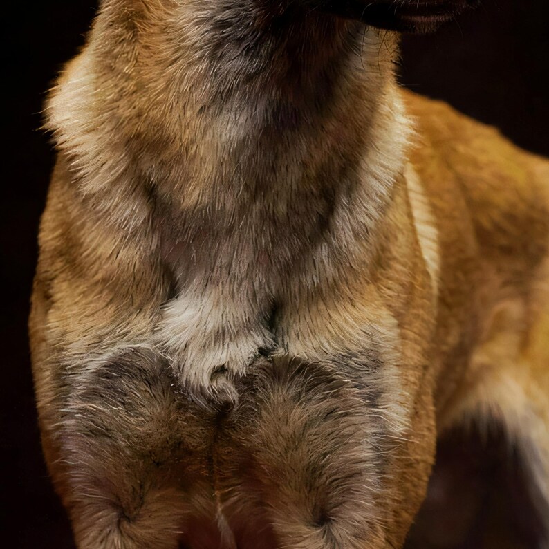 Close-up detail of Belgian Malinois Wall Art art print
