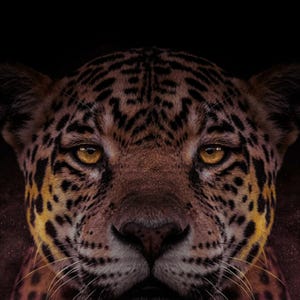 Jaguar Wall Art | Brass Rimmed Print | Black Gold Animal Decor (Digital Download) image 4