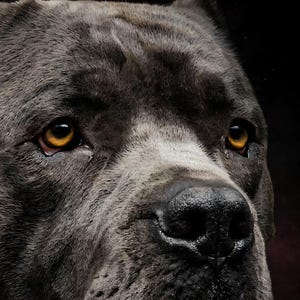 Close-up detail of Cane Corso Wall Art art print
