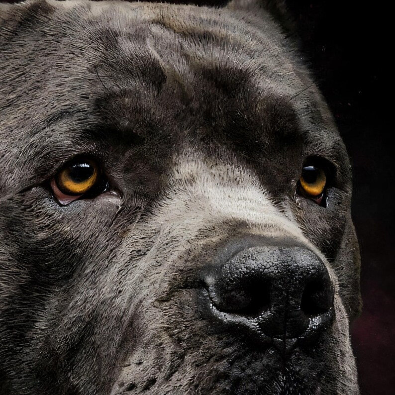 Close-up detail of Cane Corso Wall Art art print