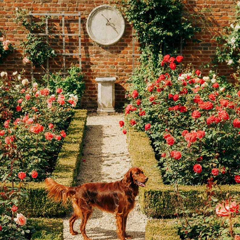 Irischer Setter Rosengarten-Druck | Vintage-Hundefotografie (Digitaler Download) Bild 4
