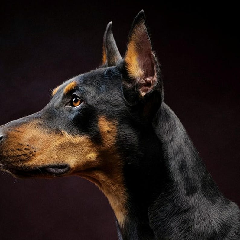 Estampado de Doberman / Borde de latón, decoración de perro en negro y dorado (descarga digital) imagen 4