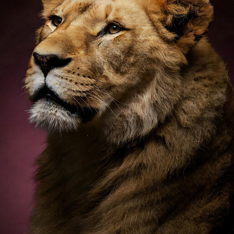Close-up detail of Lioness Wall Art art print