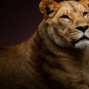 Close-up detail of Lioness Wall Art III art print