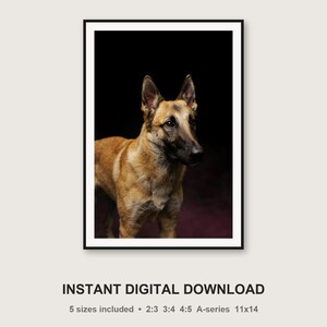 Belgian Malinois Print | Brass Gold Dog Decor (Digital Download) image 3