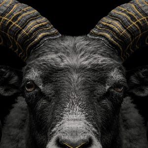 Decorazione murale con ariete / Stampa con corno a spirale in ottone, decorazione animale nera e oro (download digitale) immagine 4