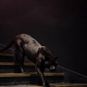 Wandbild „Schwarzer Panther“ | Panther auf Messingtreppe (Digitaler Download) Bild 4