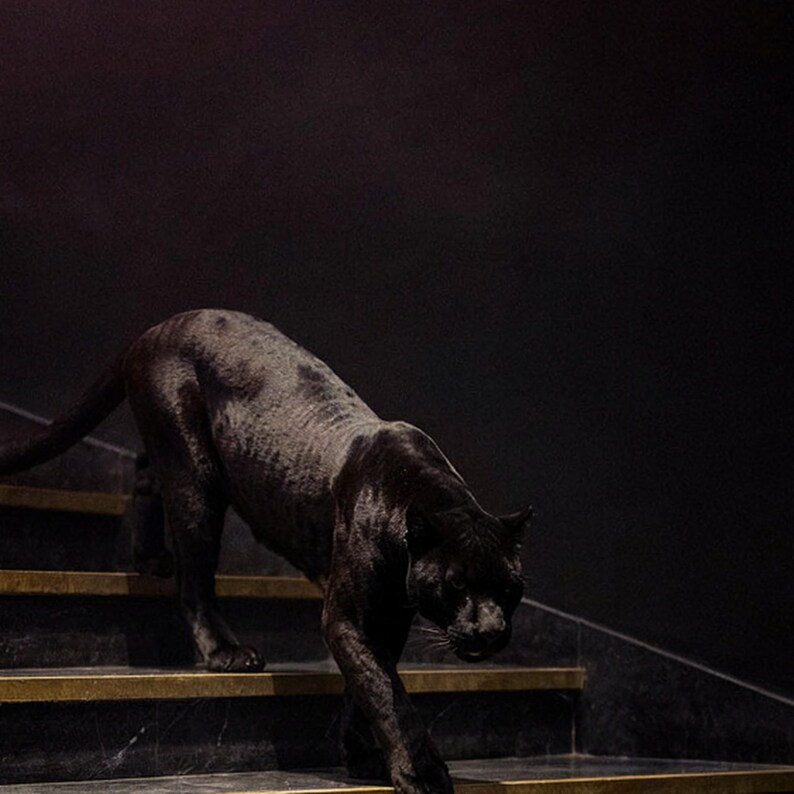 Wandbild „Schwarzer Panther“ | Panther auf Messingtreppe (Digitaler Download) Bild 4