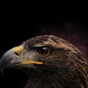 イーグルのウォールアート｜真鍮ゴールドの横顔プリント｜ダークで高級感のある鳥の装飾（デジタルダウンロード） 画像 4