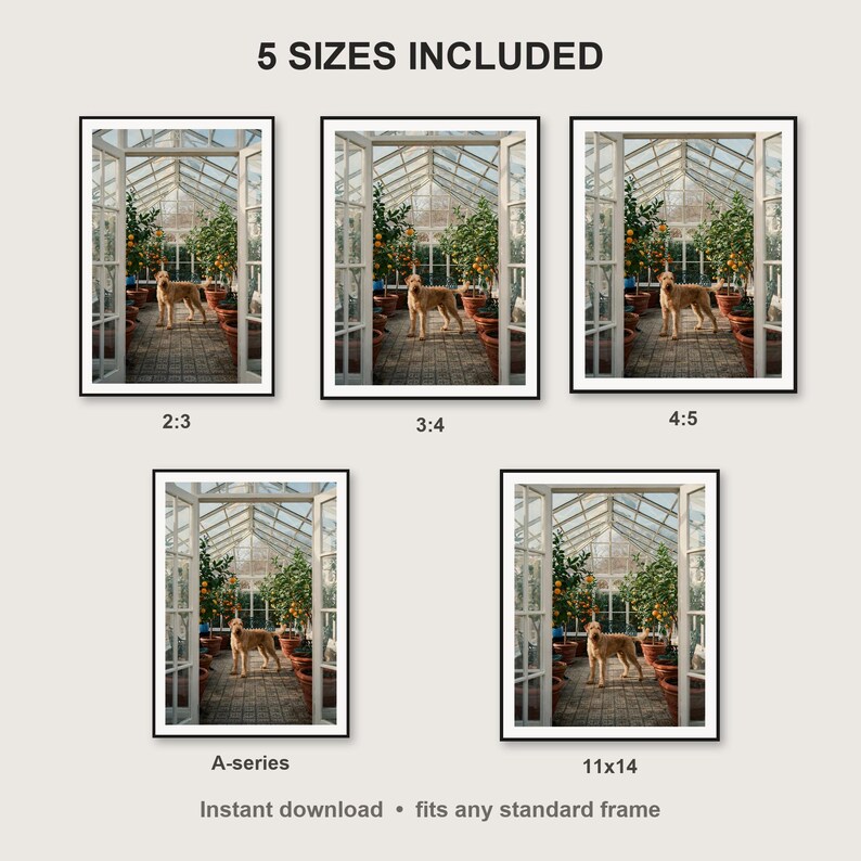 Rhodesian Ridgeback Wall Art print size chart - 5 ratios included: 2:3, 3:4, 4:5, 11x14, ISO A