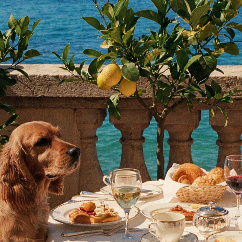 Cocker Spaniel Terrace Breakfast Print | Vintage Riviera Dog Photography (Digital Download) image 4