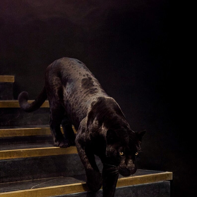 Black Panther Wall Art | Brass Staircase Print | Animal Decor (Digital Download) image 4