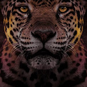 Close-up detail of Jaguar Wall Art art print