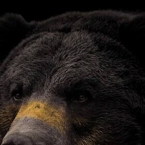 クマの壁掛けアートプリント｜真鍮縁ライト付き動物モチーフ装飾（デジタルダウンロード） 画像 4