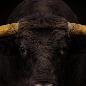 Close-up detail of Bull Wall Art II art print