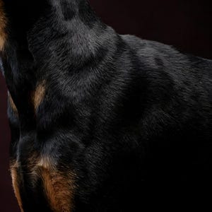 Close-up detail of Doberman Wall Art II art print