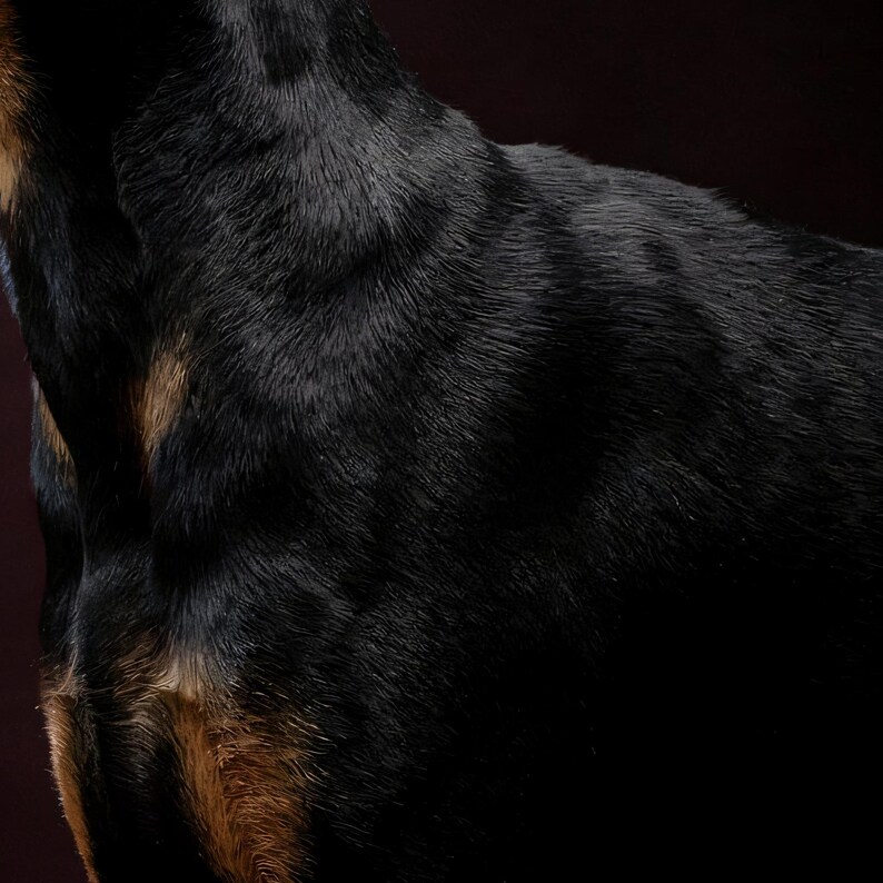 Close-up detail of Doberman Wall Art II art print