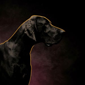 Close-up detail of Great Dane Wall Art II art print
