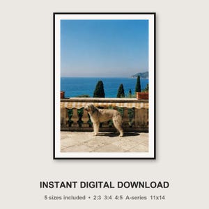 Lámina decorativa de galgo afgano / Estampado de perro en terraza mediterránea (descarga digital) imagen 3