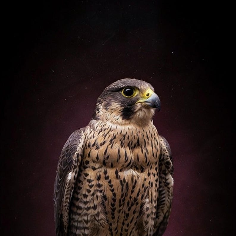 ハヤブサのウォールアート｜真鍮製の止まり木に止まる鳥のプリント（デジタルダウンロード） 画像 4
