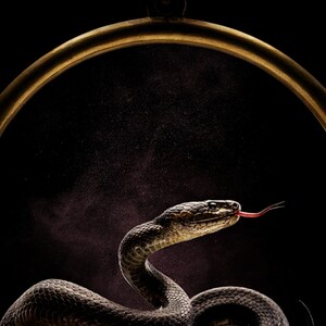 Serpent Brass Ring Print | Black Gold Gothic Wall Art (Digital Download) image 4