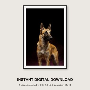 Lámina de pastor belga malinois / Arte canino con borde de latón / Decoración de lujo oscura (Descarga digital) imagen 3