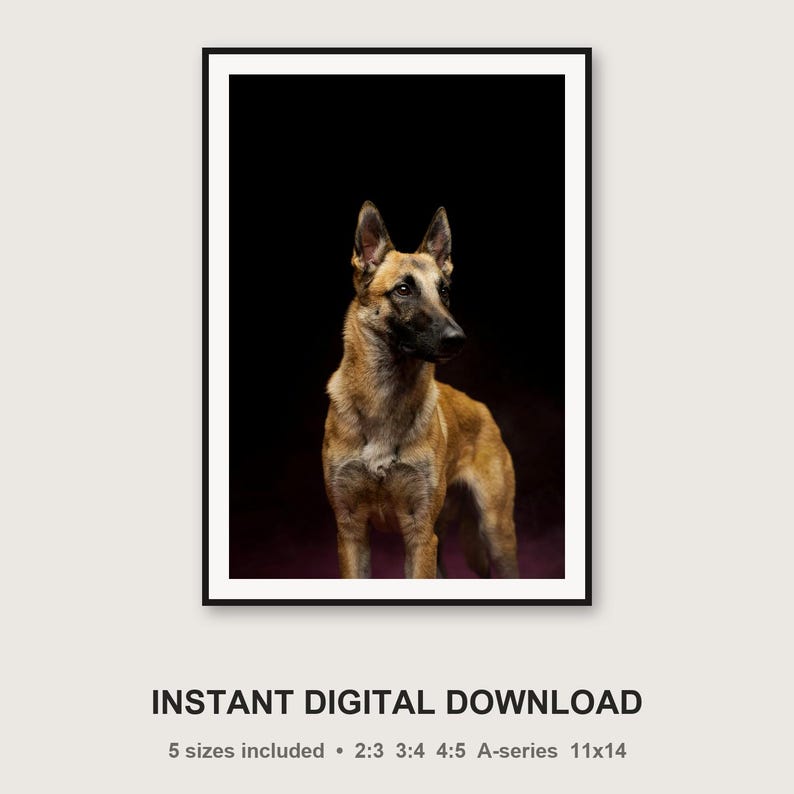 Lámina de pastor belga malinois / Arte canino con borde de latón / Decoración de lujo oscura (Descarga digital) imagen 3