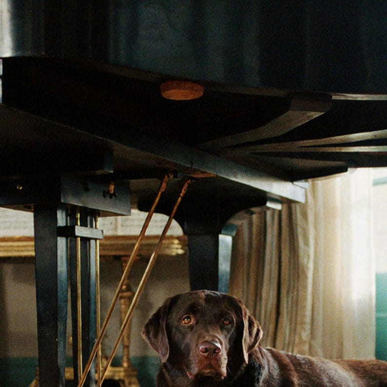 Impression de piano à queue Labrador chocolat | Old Money Dog Photography (Téléchargement numérique) image 4