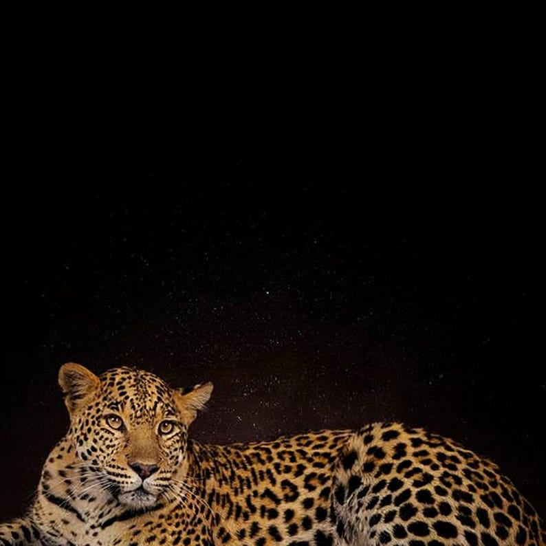 Leopard Wall Art | Brass Rimmed Animal Print | Dark Luxury Editorial (Digital Download) image 4