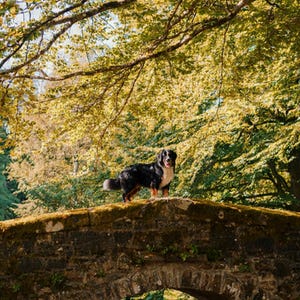 Fotografía de un perro de montaña bernés en un puente de piedra / Fotografía vintage de una finca (descarga digital) imagen 4