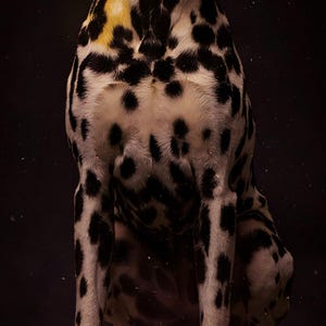 Close-up detail of Dalmatian Wall Art II art print
