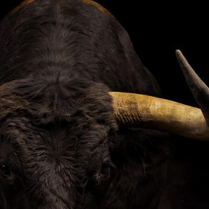 Close-up detail of Bull Wall Art III art print