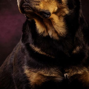 Close-up detail of Rottweiler Wall Art art print