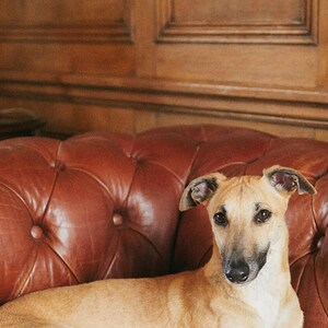 Lámina con estampado de Whippet y sofá Chesterfield / Fotografía de perros de familia adinerada (Descarga digital) imagen 4