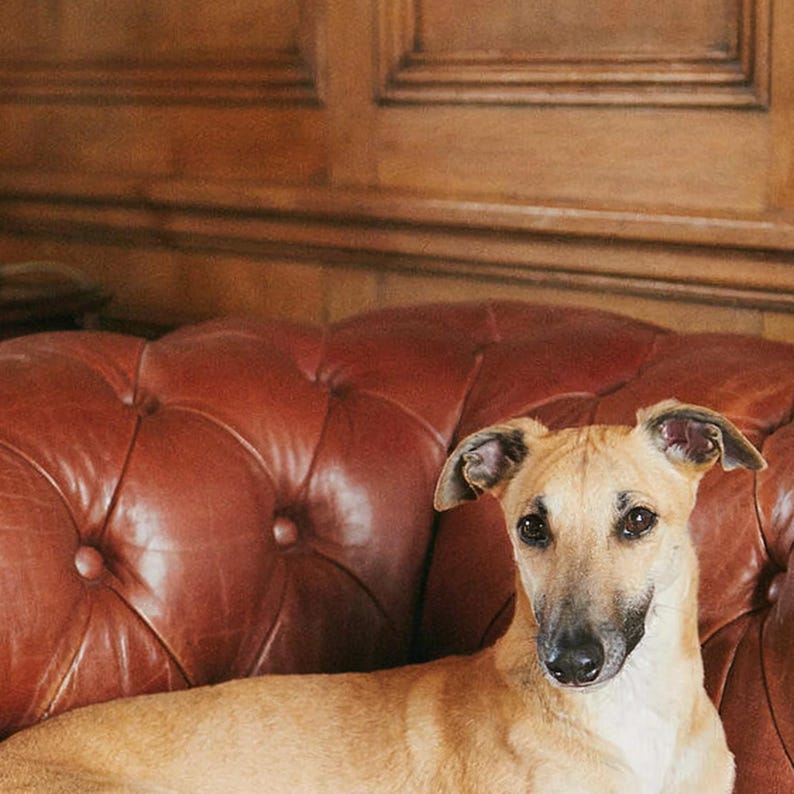 Lámina con estampado de Whippet y sofá Chesterfield / Fotografía de perros de familia adinerada (Descarga digital) imagen 4