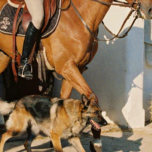 Close-up detail of Dutch Shepherd Wall Art art print
