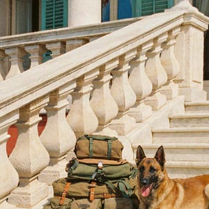 Belgian Malinois Guard Dog Print | Vintage Military K9 Photo, Luxury Decor (Digital Download) image 4